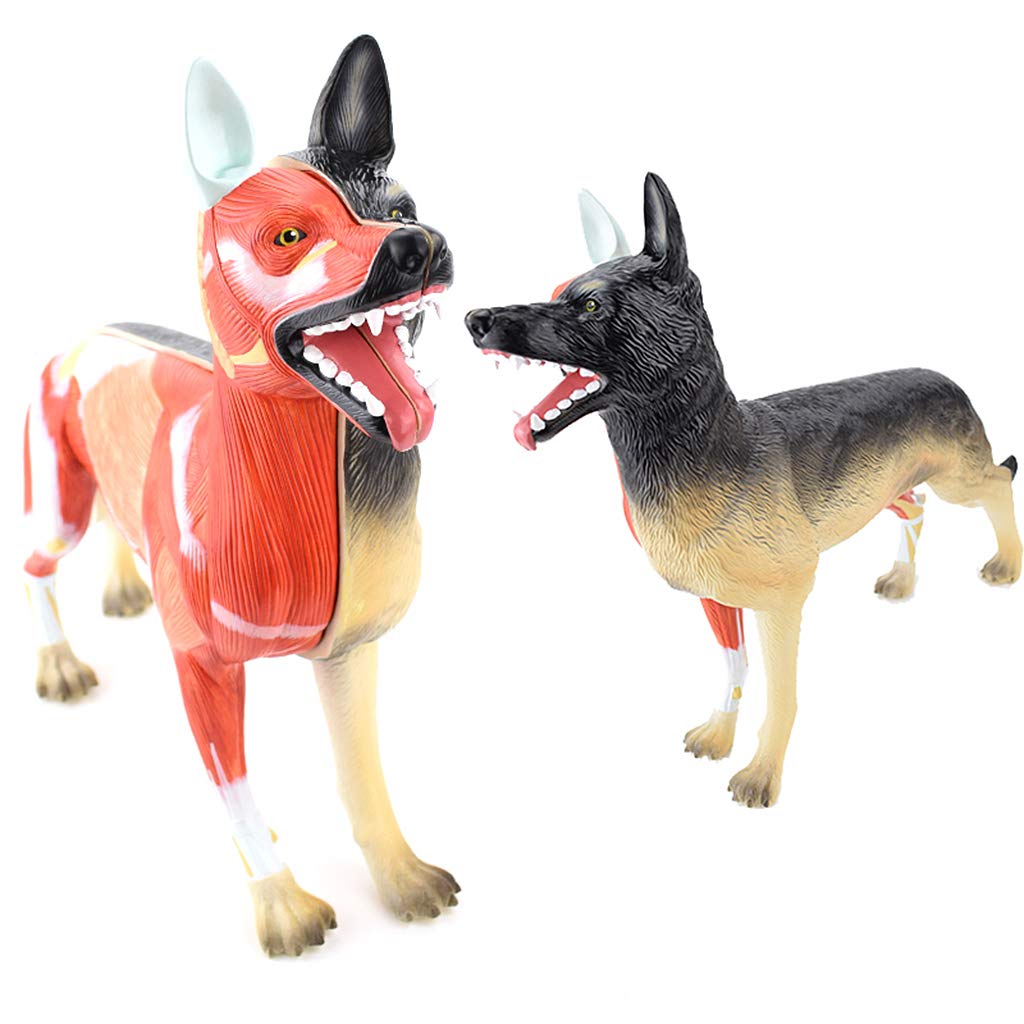 Modelo anatómico de Perro, Tejido Muscular y de órganos, para demostración didáctica o formación Veterinaria en clínicas veterinarias.