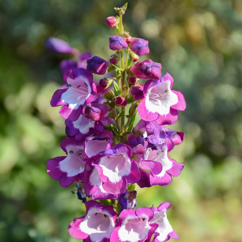 YouGarden Penstemon 'Pensham Czar', 9cm Potted Plant, Rich Purple Blooms, Long-Flowering and Hardy, Ready to Plant