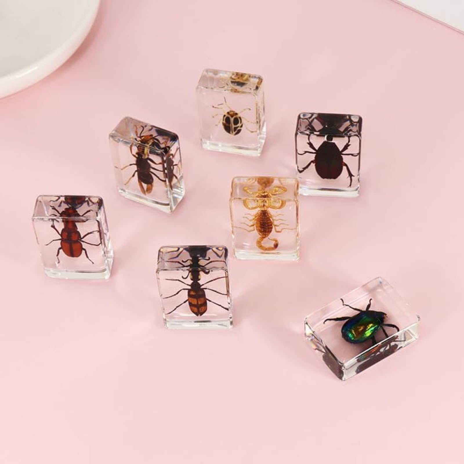 Insectos en Resina preservados, colección de especímenes, pisapapeles de Resina Transparente, decoración