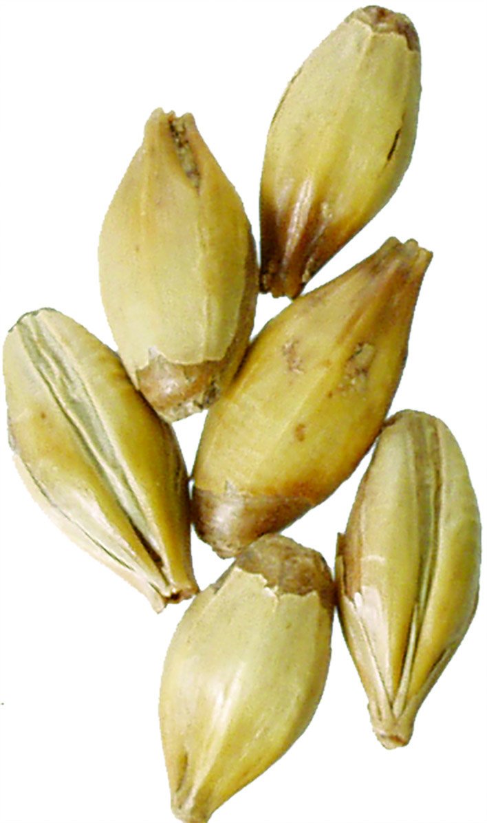 Malt - Carastan - 1 lb Milled (Pack of 10)