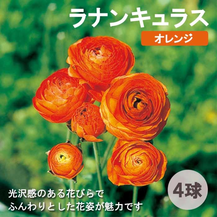 Amazon.co.jp: ラナンキュラス 球根 【 オレンジ 】4球 秋植え 寄せ