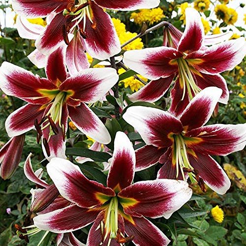 Bulbi Di Giglio Orientale Rosa (Lilium) - Confezione Da 2 - Fioritura Estiva, Profumati, Alti 90cm - Calibro 16/18