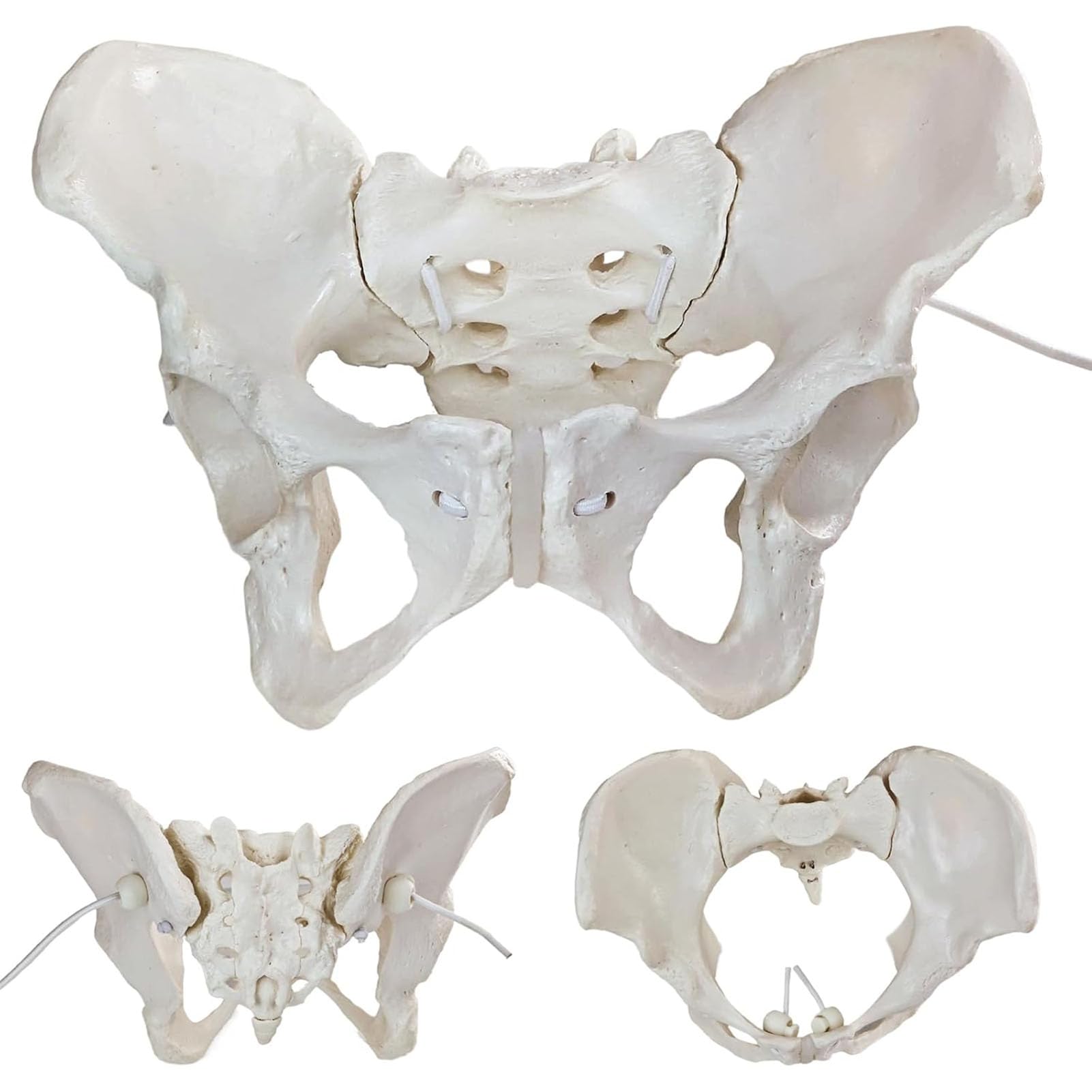 Pelvis flexible femme AMITD pour comprendre l'accouchement