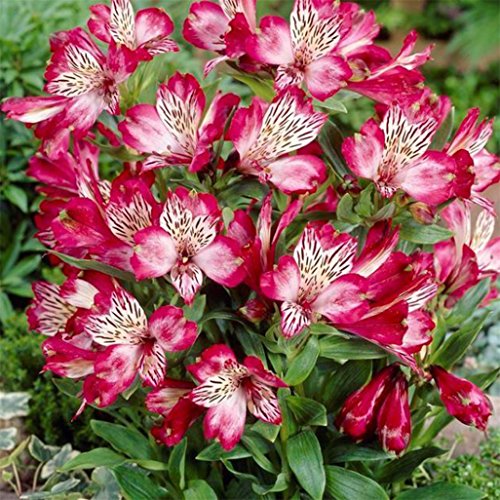 Display08-100 Semillas de Lirio de alstroemeria para decoración de jardín