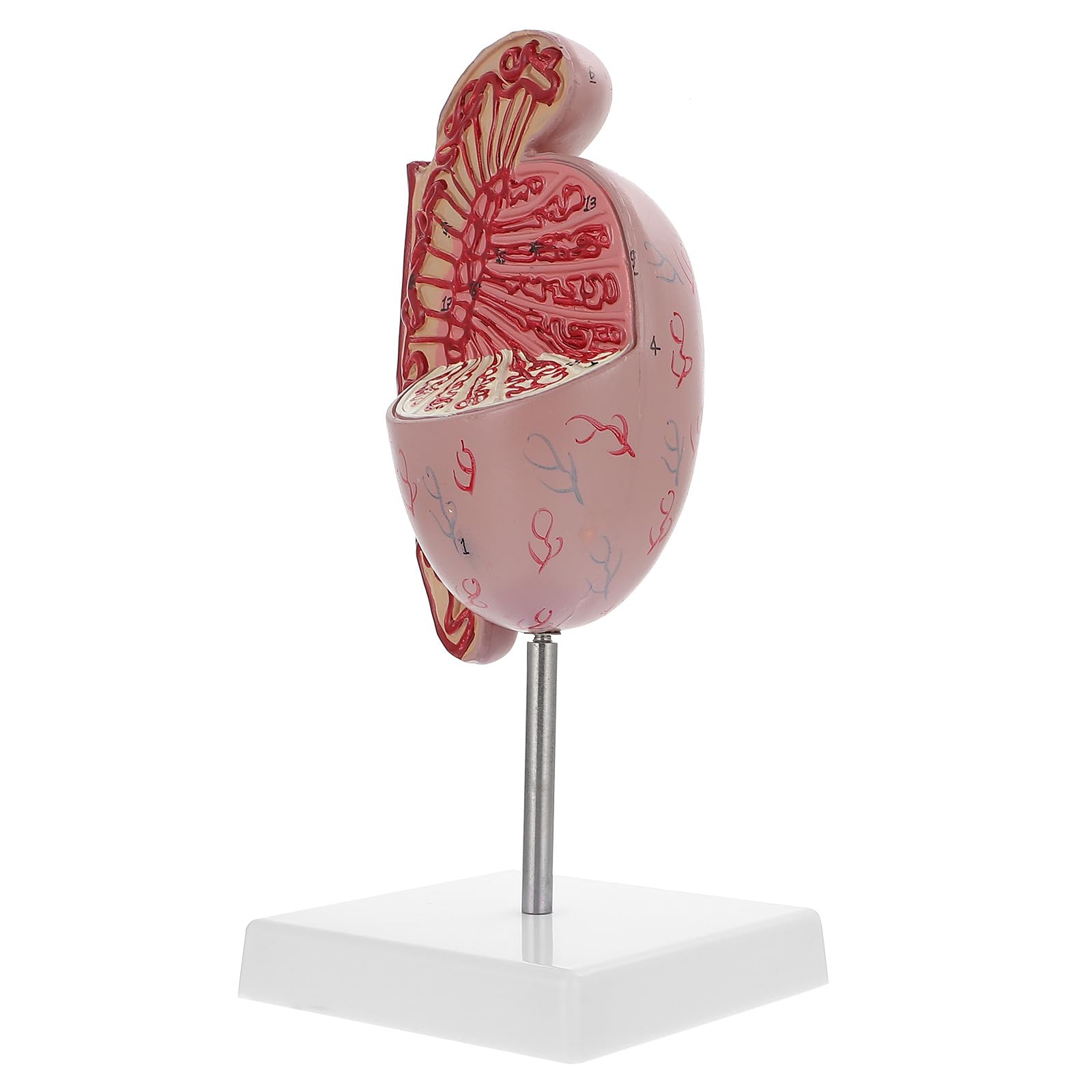Modèle d'Agrandissement Anatomique de en PVC Accessoire Pédagogique pour Cours de Biologie Outil de Dissection et Démonstration Médicale Matériel Éducatif pour Étudiants en
