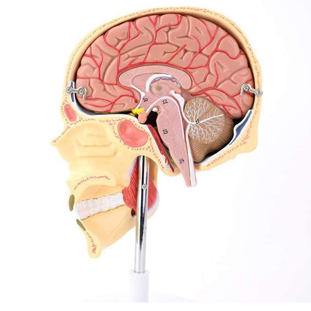 YZ-YUAN 4D Anatomy Model, Jaw Facial Structure Anatomy Muscle Nerve Arterial Vein Masseter Muscle Model - Human Masticatory Muscle Model - Human Skull Brain Model - for Science Study Display