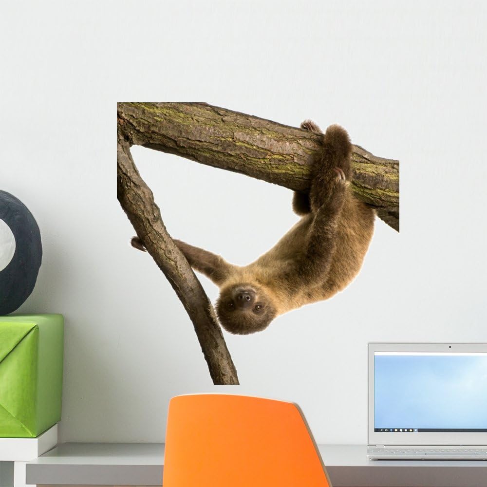 Baby Two-Toed Sloth Months Choloepus Didactylus Wall Decal Peel and Stick Graphic WM175838 (18 in H x 18 in W)