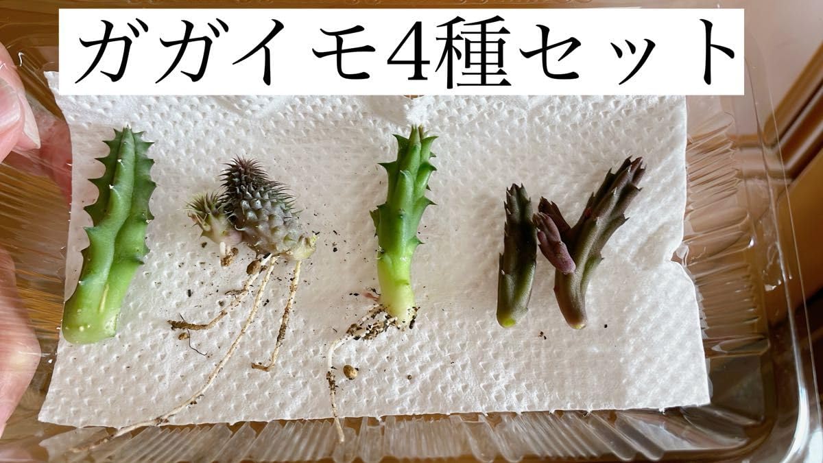 Amazon.co.jp: 多肉植物 ガガイモ フェルニア 阿修羅 抜き苗 カット苗