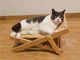利休バッグ　バティック　椅子とネコ 猫と暮らす家 〜リラックスチェアも猫のもの〜 - イザ！