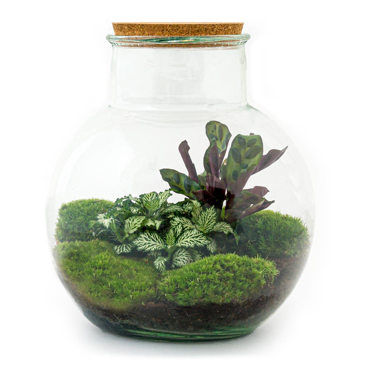 Terrarium do roślin • Teddy • roślina ekosystemowa • ↑ 26,5 cm – DIY – kompletny zestaw terrarium, terrarium, miejski, terrarium + grabienie + łopatka + pęseta + nożyczki