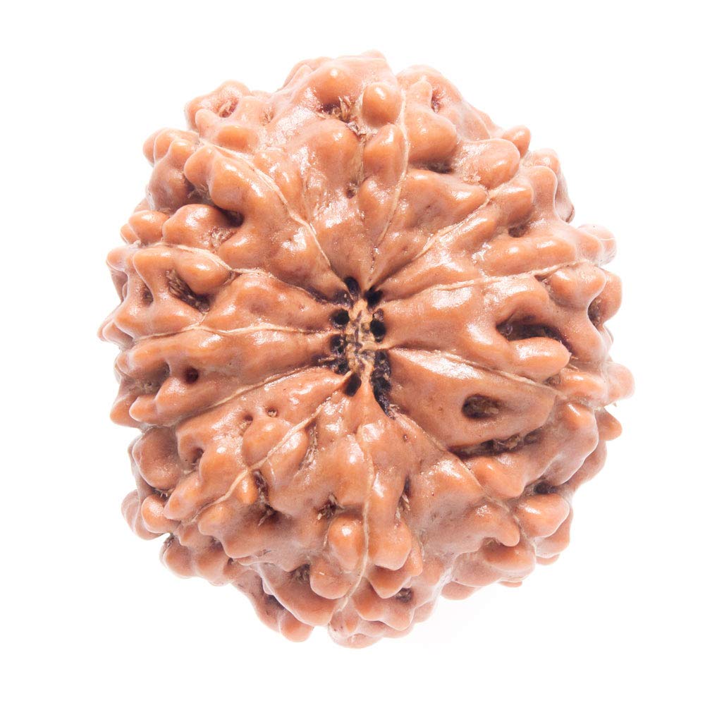 Takshila Gems® Natural 11 Face Rudraksha 11 Mukhi Rudraksha Lab Certified Rudraksha (B07SYK98J3) Amazon Price History, Amazon Price Tracker
