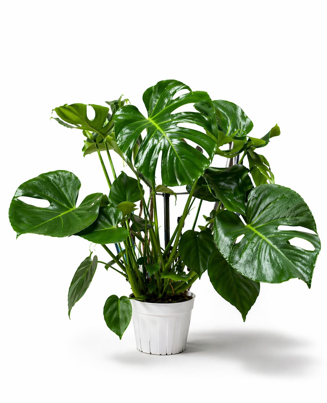 Large Monstera Deliciosa by The Tropical Treasure