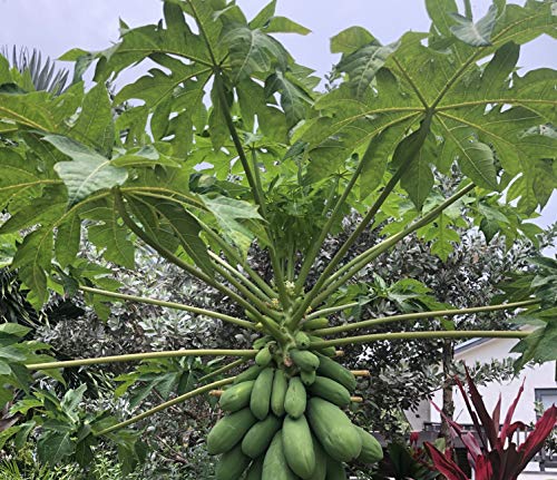 Fresh Papaya Leaves #TOP1