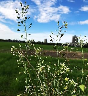 yunakesa 400+ Shepherd's Purse (RFS) Seeds – Capsella Bursa-pastoris – Rose Herbs