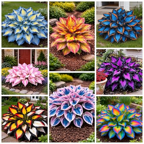 395+ Perennial Hosta Seeds for Planting Rich Foliage Heart Shaped Leaves Exotic Hostas Drought Tolerant Colorful Hosta Plants Outdoor Garden