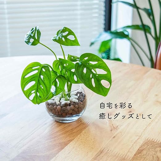 たちを モンステラ Bk送料込虫がわかない清潔 ハイドロカルチャー 観葉植物 大型 室内 Fur9j M こだわり Www Tramblu Ch