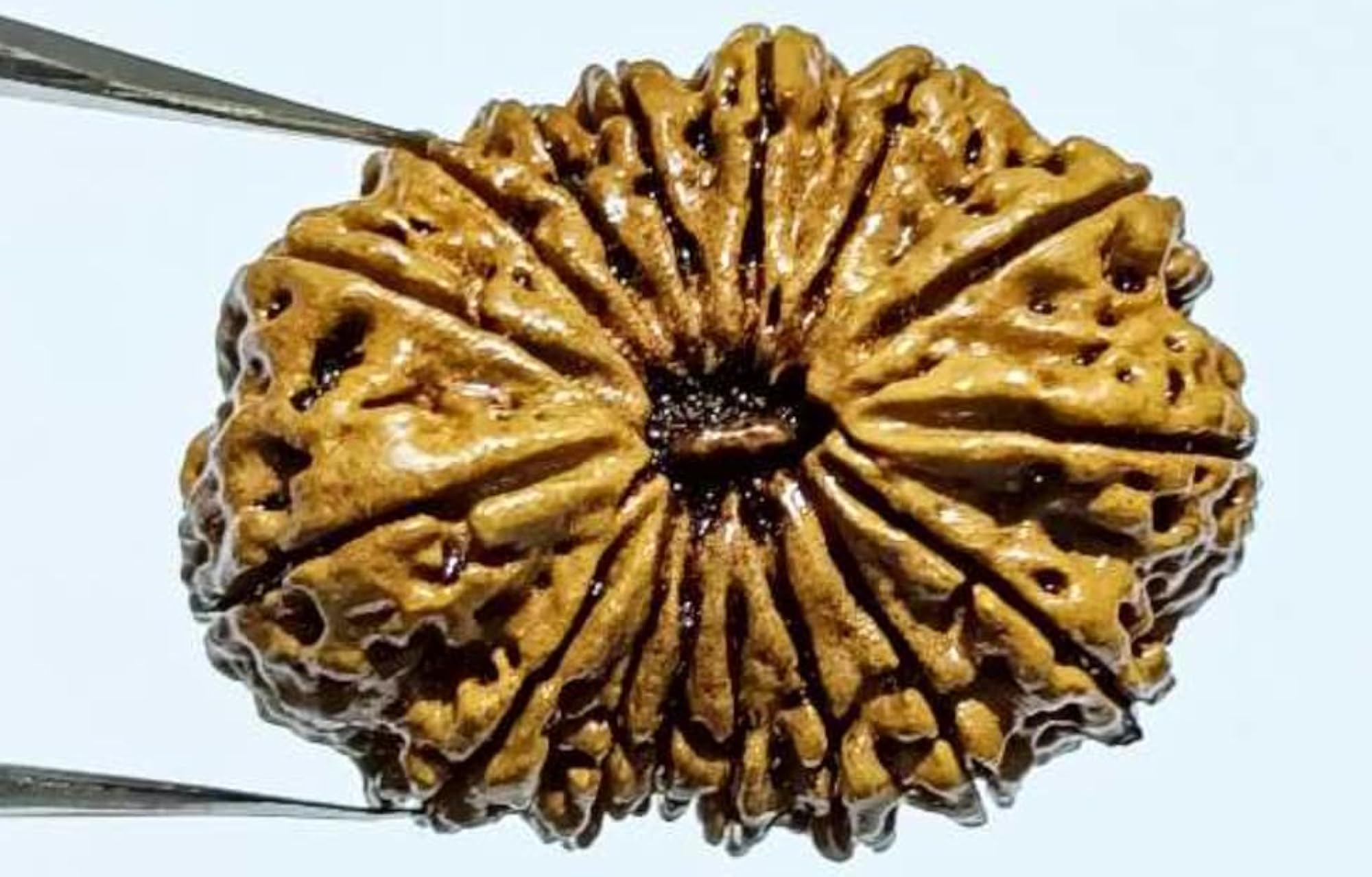 16 Mukhi Rudraksha Original Certified Blessed by Mritunjaya Mahadev