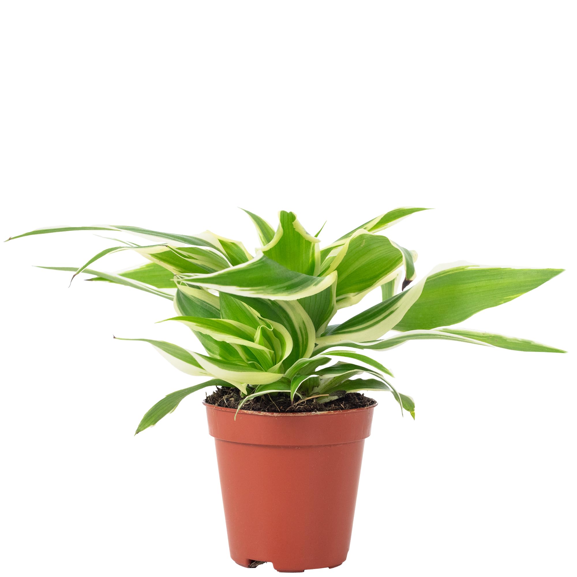 Chlorophytum Ocean Lys vert Smit Bambino Plante d'intérieur Hauteur 15 cm Pot 5,5 cm