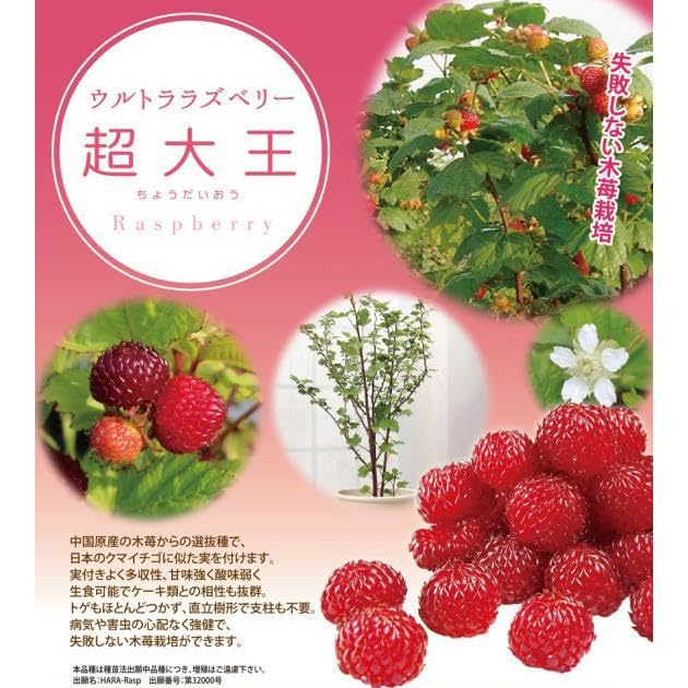 Amazon.co.jp: ラズベリー苗木 レッドドリーム 12-15cmポット苗 別名