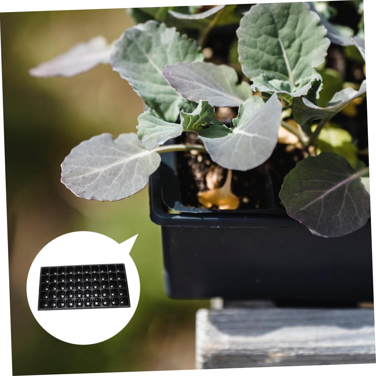 Toddmomy 10piezas Bandejas De Germinación De Plantas Unidades Placa De Germinación para Viveros Contenedor De Herramienta De Jardinería Material Plástico No Deformable