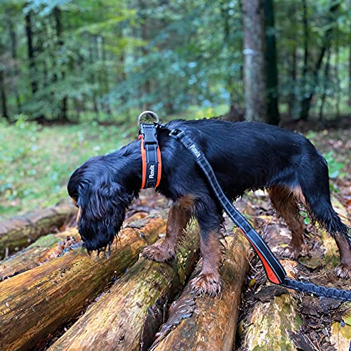 Floxik Hundehalsband verstellbar Größe S | Weiches Neopren Halsband für den Hund & Welpen in verschiedenen Größen inkl. Zugentlastung