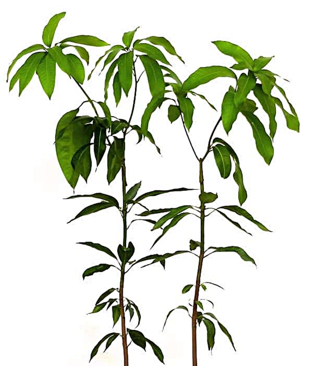 Planta de Mango, arbol de variedad injertado. 90-100 Cm. Muy Productivo cosecha tras cosecha. Plantar un Mango aporta sombra, frutos nutritivos, oxígeno. Segura Garden