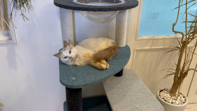 Amazon | ペティオ (Petio) 猫用タワー necoco キャットリビング