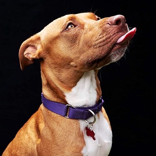 Miniatura 3 de Kate Telón de fondo plegable de 5 x 6.5 pies (4.9 x 6.6 ft), color blanco puro, negro, fondos plegables giratorios, flexibles, reversibles, para