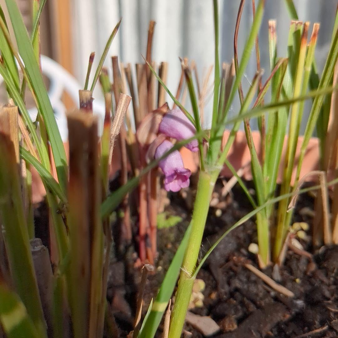 鉢植えのタカノハススキと寄生植物ナンバンギセル 【松井】 の種３房鉢ごと発送