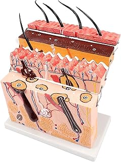 Skin Anatomy Model， Structural Anatomical Model， Anatomical Enlarged Skin Fabric Structure Model， Used for Scientific Research and Class Show Teachinguseful SaiFei