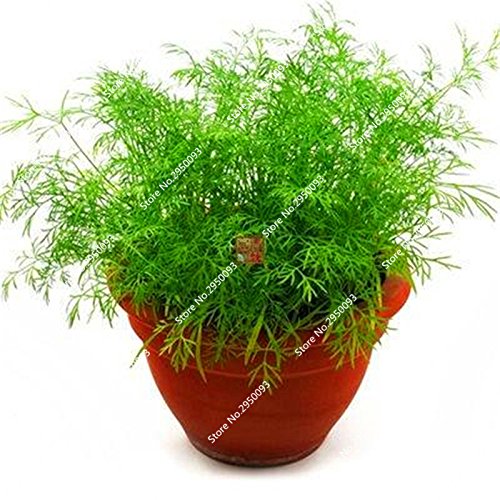 Sachet Graines Fenouil Rari Floraison Floraison Conditionné Espèces Légumes Bonsaï En Vase Pour Le Mini Jardin Décor