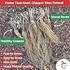 Hand Picked Nursery 10 Seascape Everbearing Bare Root Strawberry Plants Live for Planting, Non-GMO Live Outdoor Plants #1