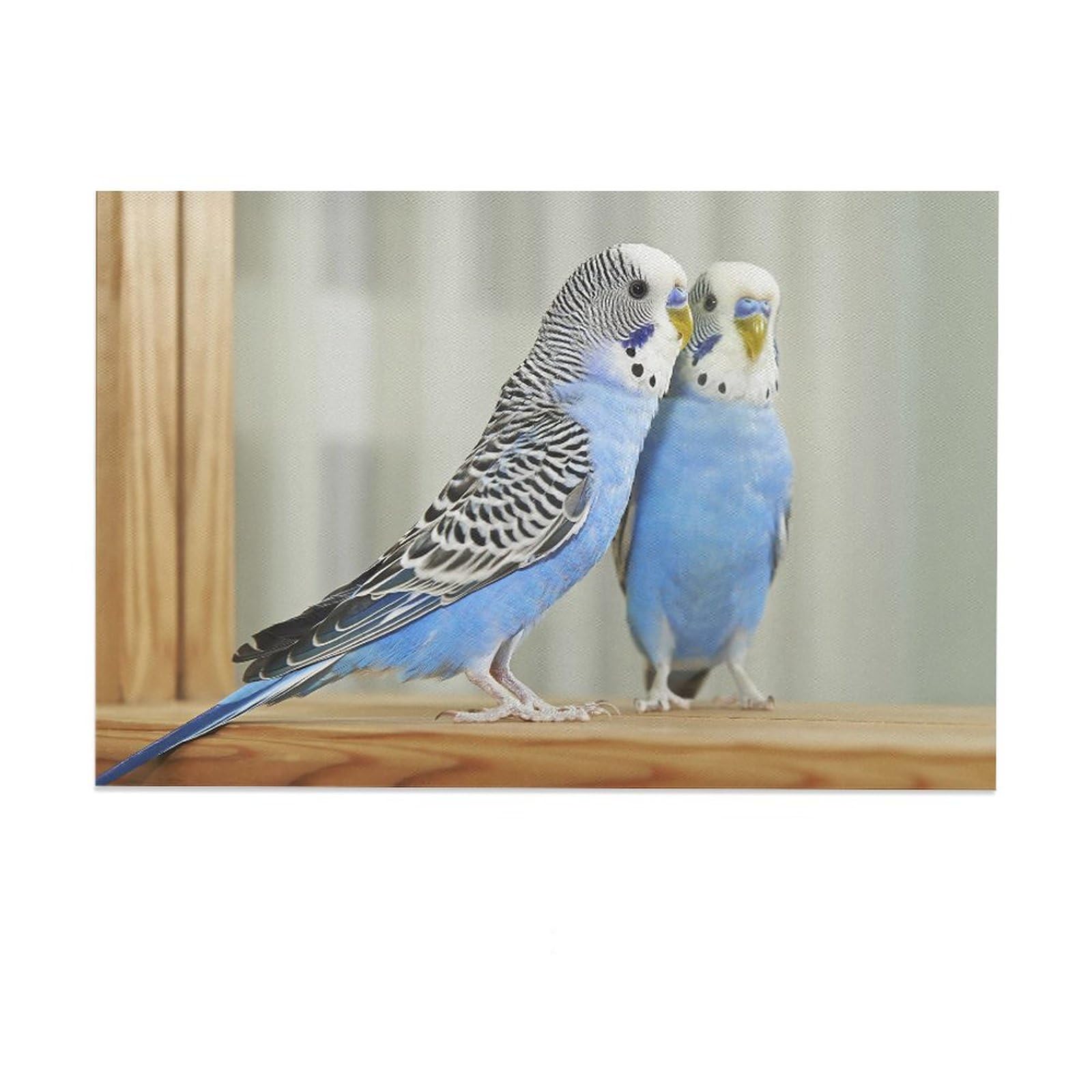 Попугаи волнистики мальчиков. Попугаи волнистые попугайчики. Клички для попугаев девочек. Имена попугаю девочке голубой. Имена попугаю девочке голубой.