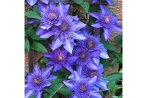 Multi Blue Clematis Vine Plant, Clematis Vine Plants Live