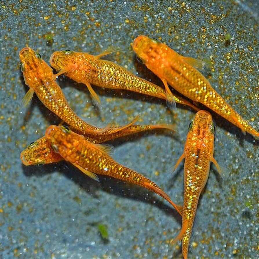 Amazon.co.jp: Medaka Monogatari, Golden Black Scale Lame