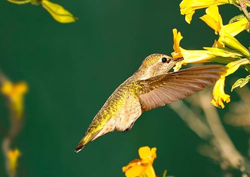 Miniatura 2 de Anna's Hummingbird - Postal lenticular 3D - Tarjeta de felicitación
