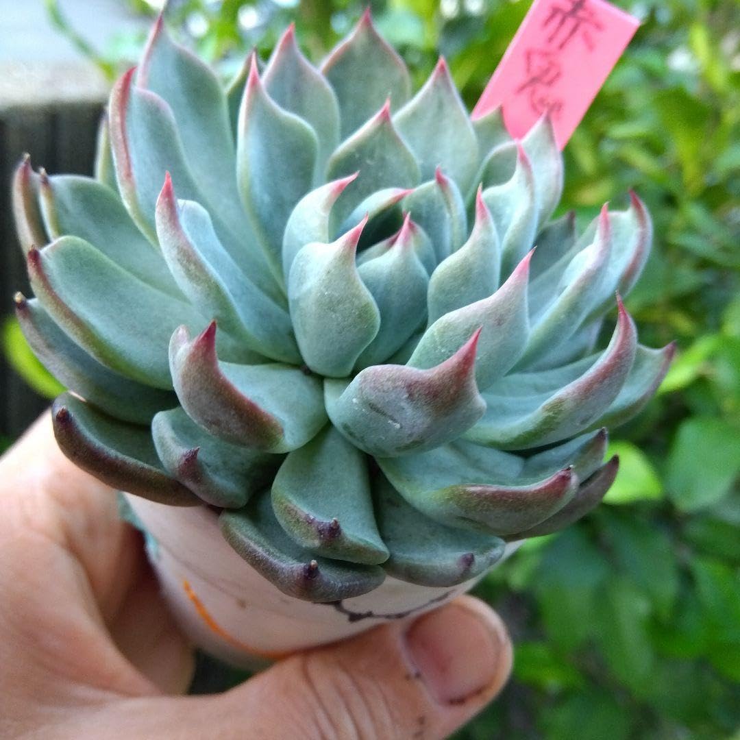 ✨札付き✨赤鬼・おらいさん・このまま発送・熟株 Amazon.co.jp: 熟株 爪々 011赤鬼 おらいさん ミックスベリア 多肉 札