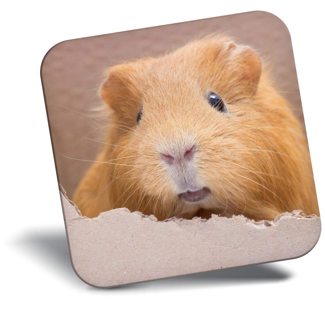 Destination Vinyl ltd Fridge Magnet - Ginger Guinea Pig Pet for Office, Cabinet and Whiteboard, Magnetic Stickers, 45154