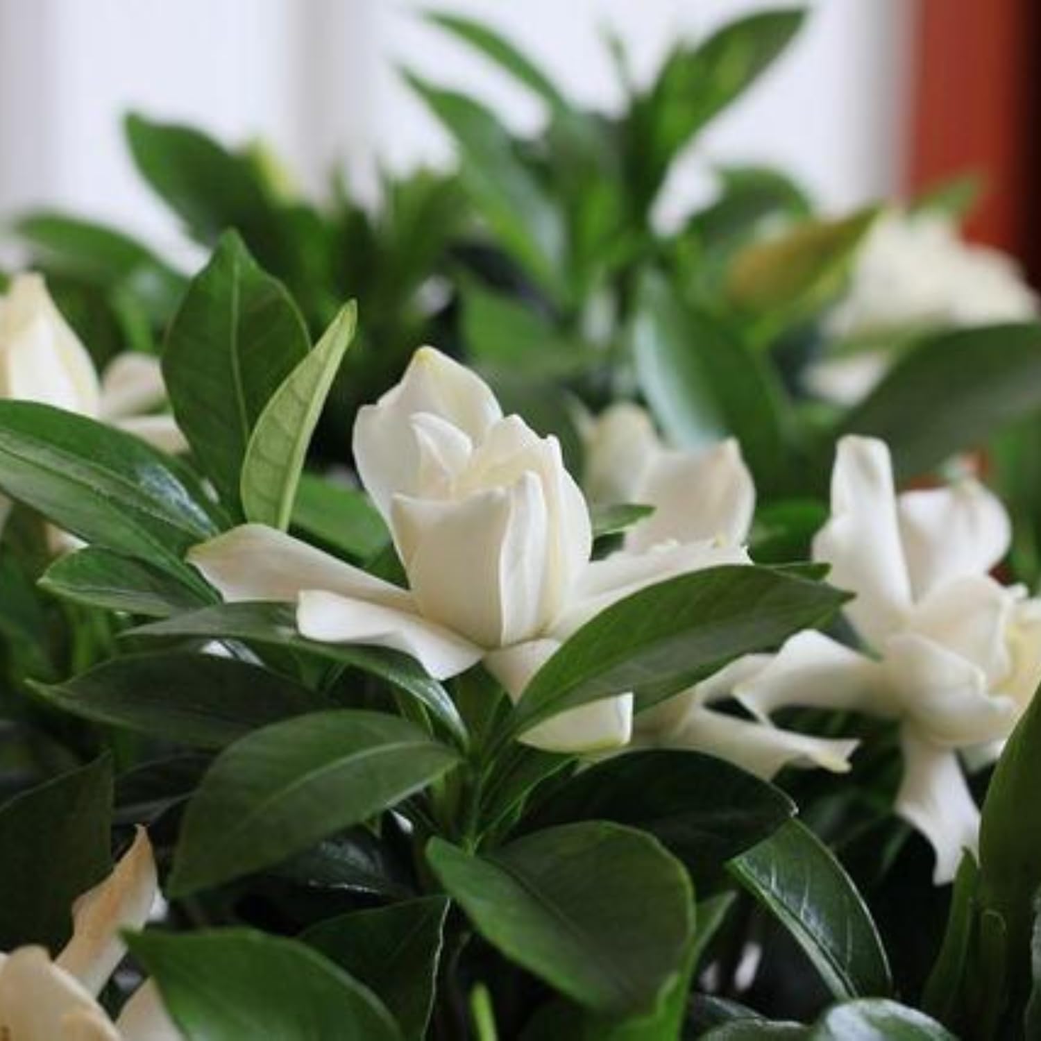 Amazon.com : Jasmine Plant, Fragrant Jasmine Flower Vine 4-8