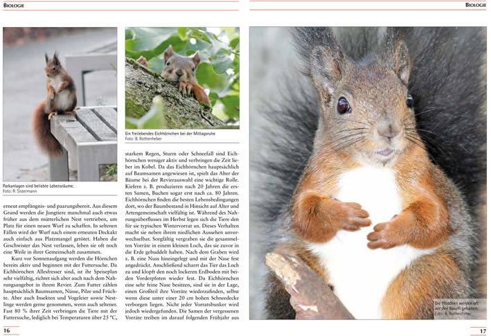 Eichhörnchen: Biologie, Haltung, Zucht (Fachliteratur Kleinsäuger)