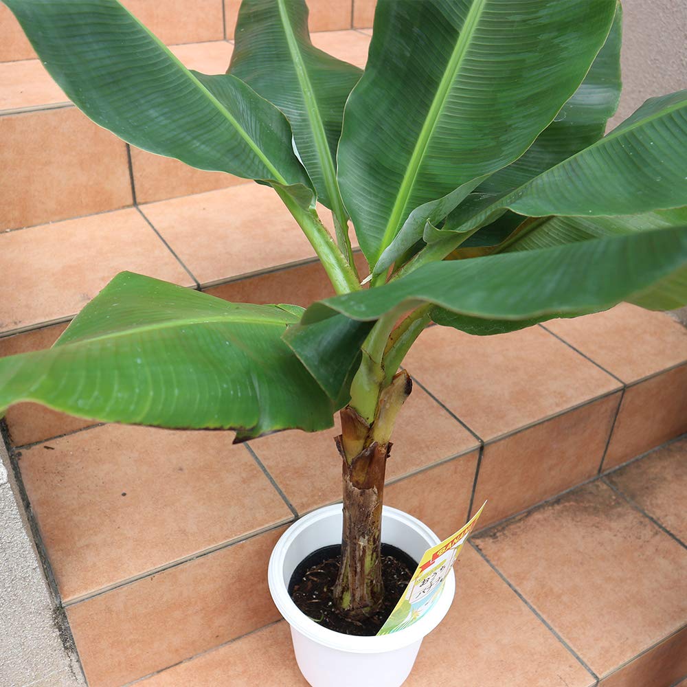 超巨大ジャイアントキャベンディシュバナナ たけのこ50センチ〜140