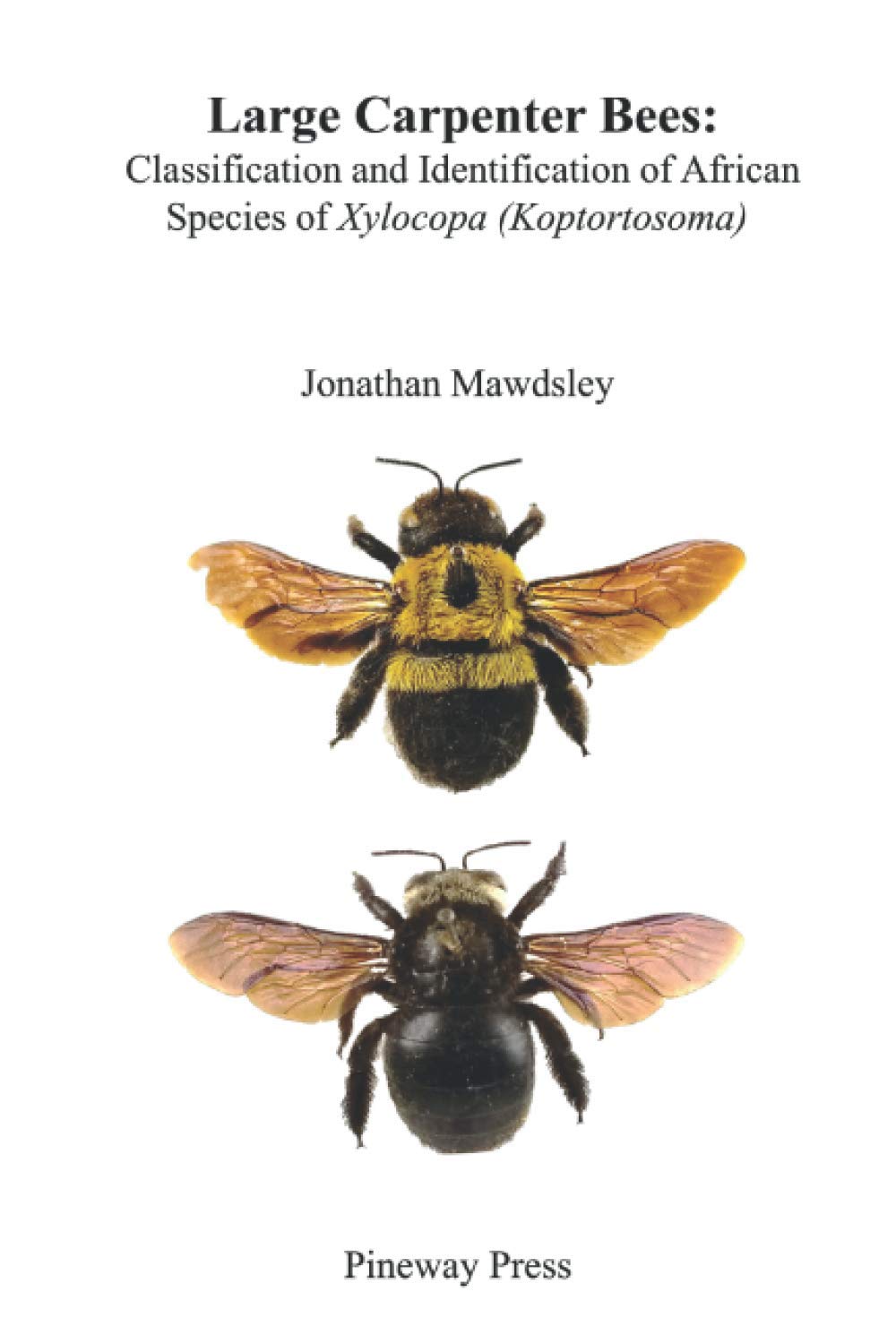 Large Carpenter Bees: Classification and Identification of