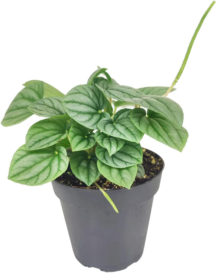 Peperomia Frost (4" Grower Pot) - Medium To Bright Light Air-purifying Houseplant - Live, Easy to care, Low maintenance houseplant, Perfect for Low to Moderate Light Condition, Gift or Home Decoration
