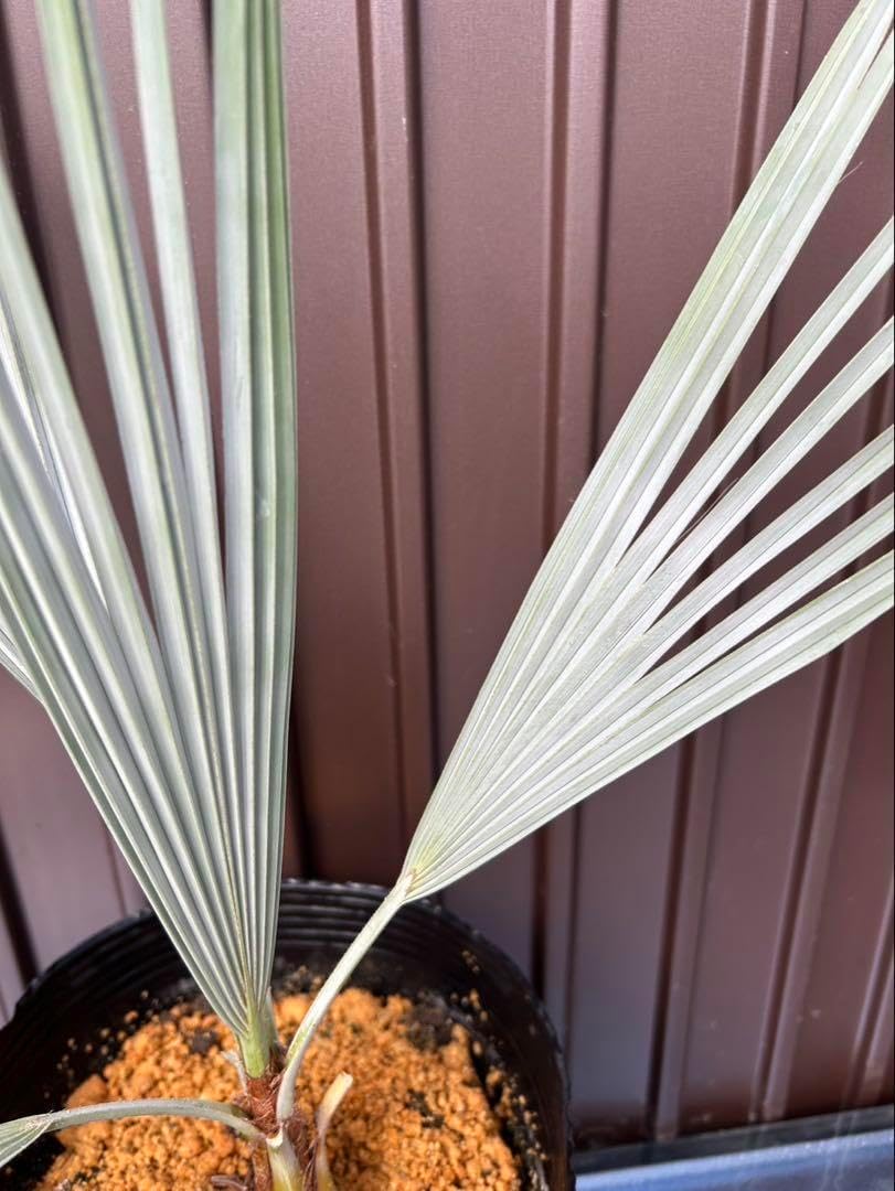 ブラヘア アルマータ F 特白個体 【公式通販】