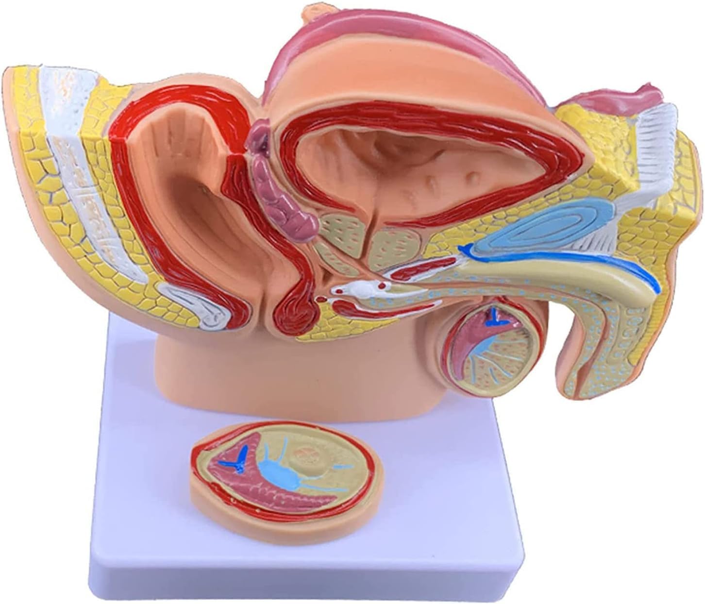 ExKaTe Male Pelvis Male Genital System Anatomical Model, 1:2 Life-Size Males Anatomie Pelvis with Genital Model, Male Prostate Pelvis Reproductive Urinary System Model for School Teaching Display.