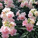 Park Seed Snap Dragon Flower Plant Seeds – Twinny Appleblossom with Pastel Pink Double Blooms, Compact Dwarf Habit for Containers or Beds, Long-Lasting Color for Spring and Fall, Pack of 100