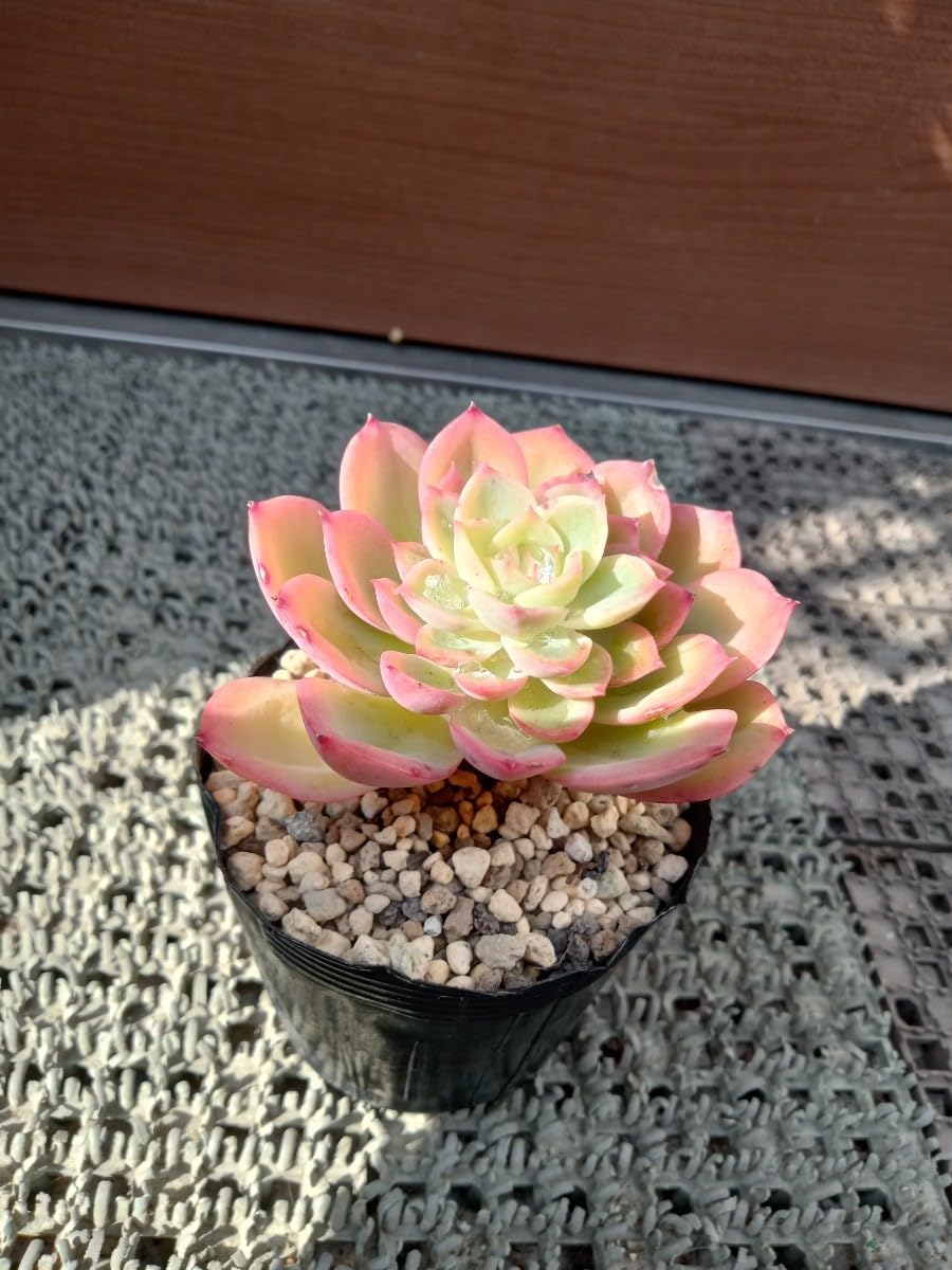 おまとめ 多肉植物♡雪の妖精 抜き苗 多肉植物 クラッスラ 雪の妖精 ☆希少・レア☆ 抜き苗全量！！ E