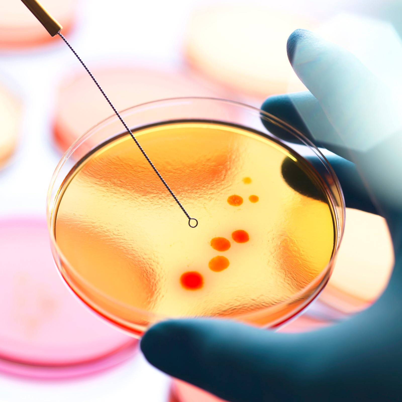 20 Pezzi Piastre di Petri con Agar Pre-Colato 7 CM per Coltura Microbiologica Accessori da Laboratorio Portatili per Esperimenti Scientifici e Lezioni di Scienze