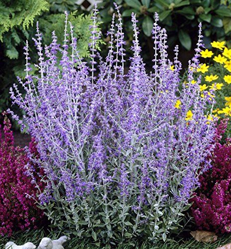 Perovskia Blue Spire Russian Sage in 2L Pot, Violet-Blue Flowers 3fatpigs®