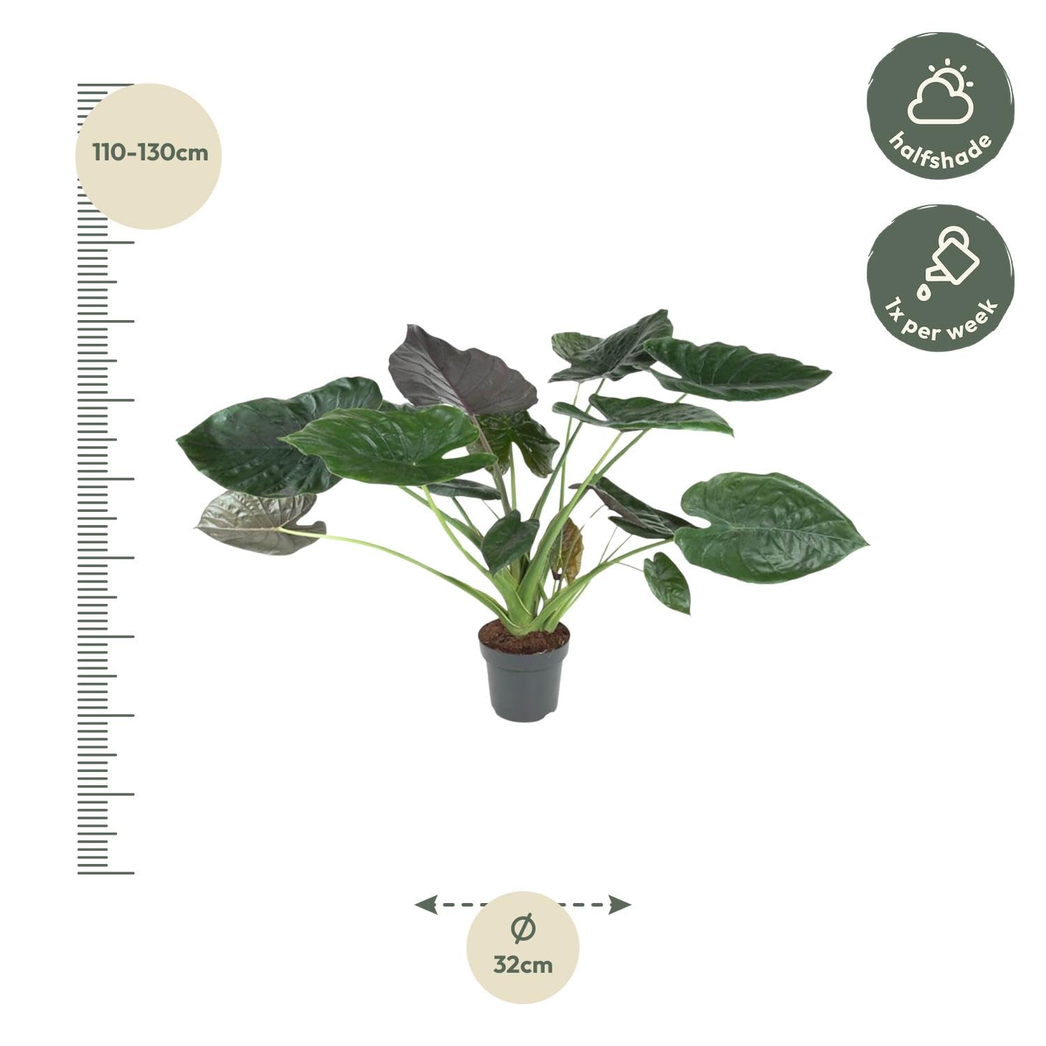 Roślina Alocasia Wentii, dekoracja wnętrz, zielono-fioletowa, 120 cm, ø32